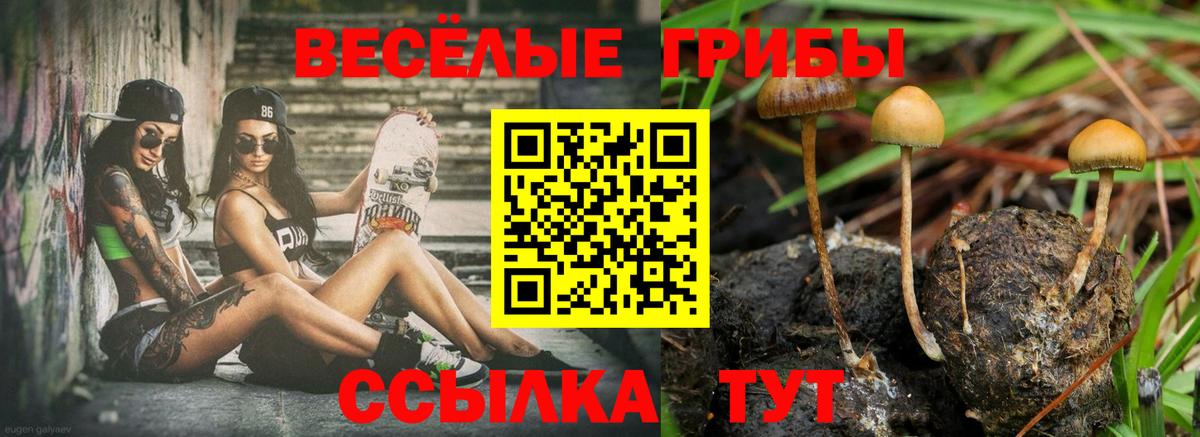 Псилоцибиновые грибы Psilocybine cubensis  Рыбинск  Псилоцибиновые грибы прущие грибы 